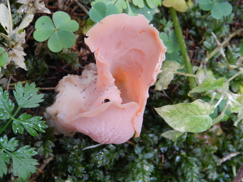 bosco di prevalenza conifere ritr. del 1-11-2011